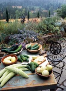 The Great Cucumber Growing Challenge Image